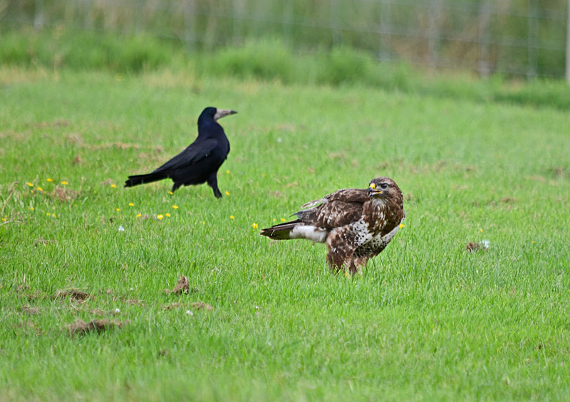 Common Buzzard - Birds of prey