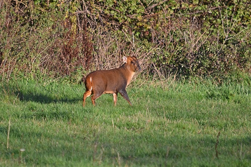 Reeves' Muntjac - Other deer