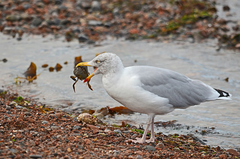 Herring Gull - Gulls