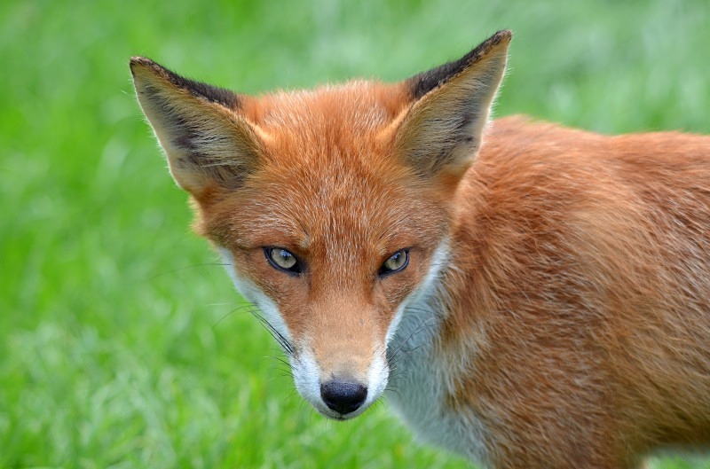 Red Fox - Red Fox