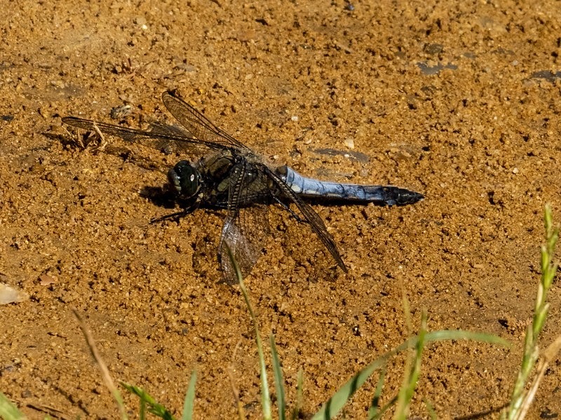 Black-tailed Skimmer - Dragonflies and damselflies
