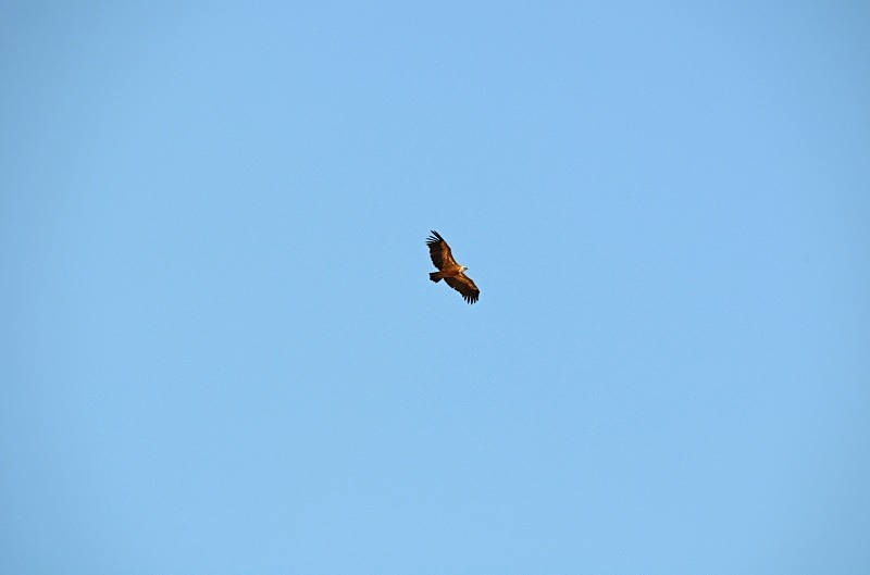 Griffon Vulture - South Spain - September 2013