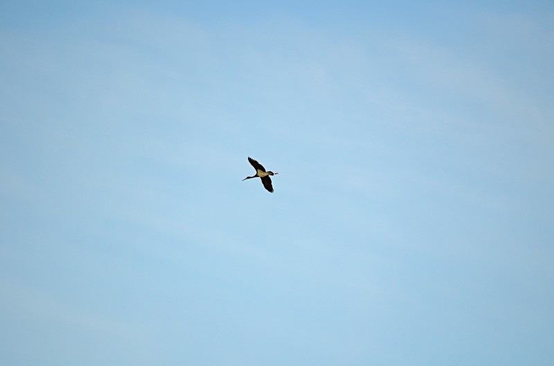 Black Stork - Hungary