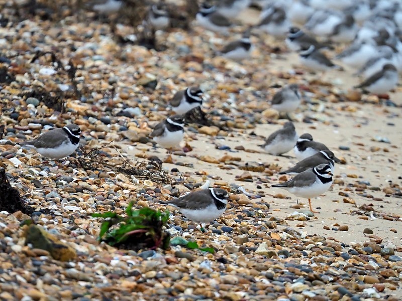 Ringed Plovers - Plovers