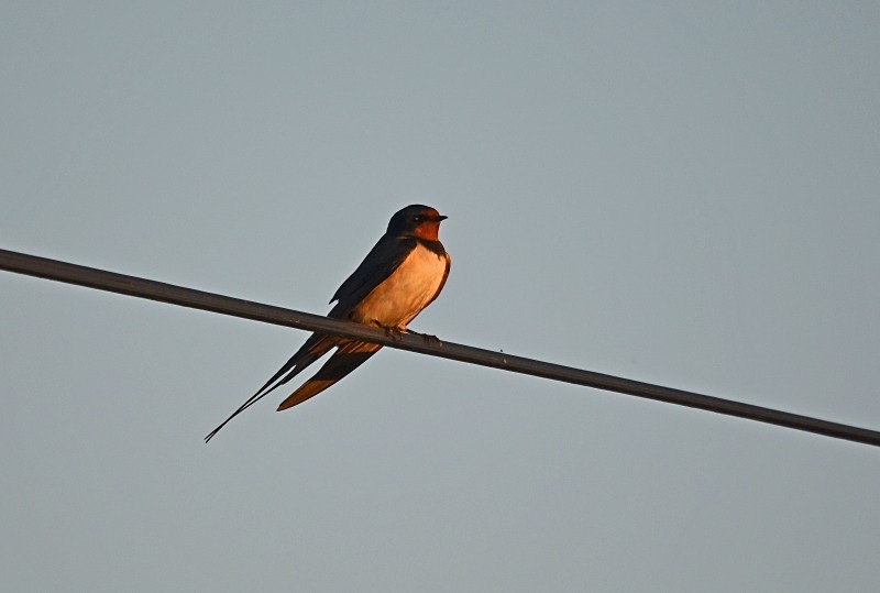 Swallow - North east Poland - May 2013