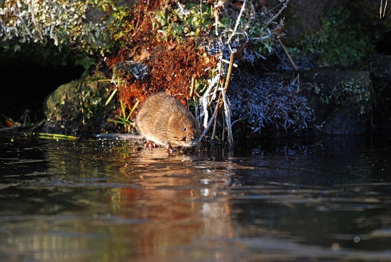 Water Vole - Water Voles