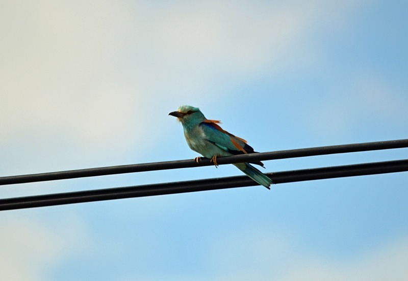 Roller - South and west Spain - April and May 2012