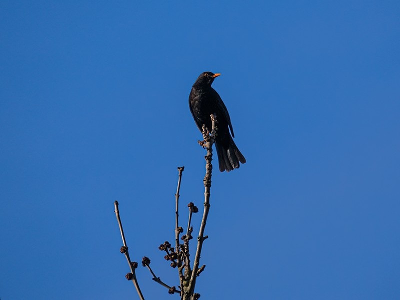 Blackbird - Thrushes