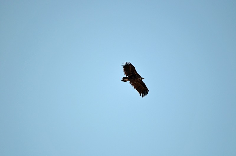 Black Vulture - South and west Spain - April and May 2012