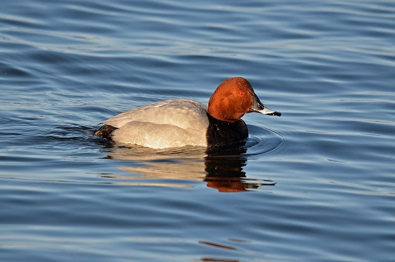 Common Pochard - Diving ducks