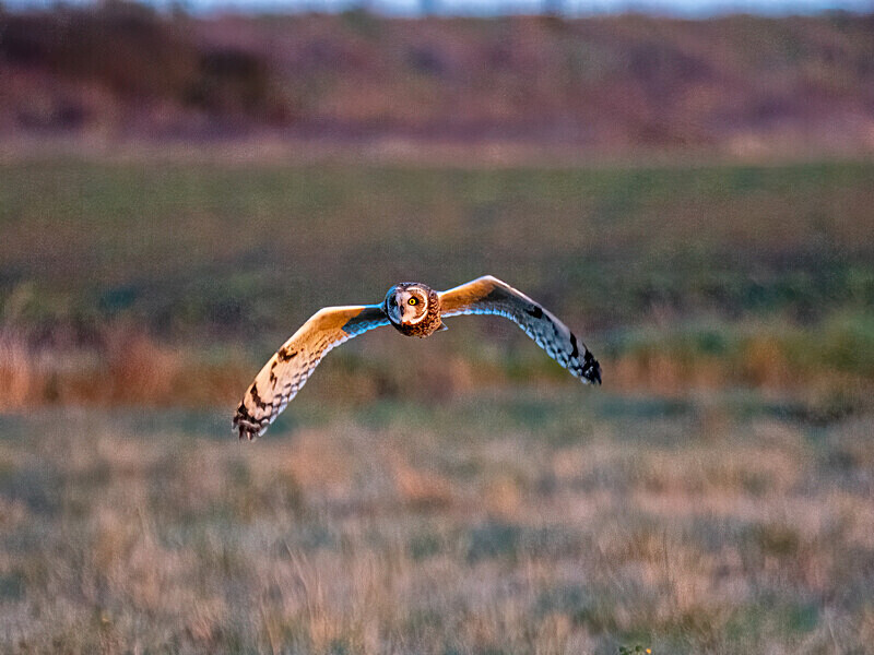 Short-eared Owl - Latest photos