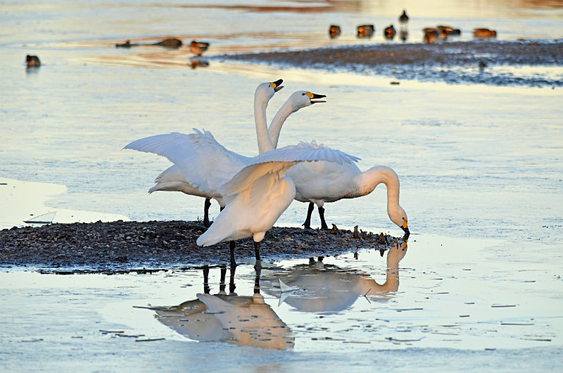 Bewick's Swans - Whooper and Bewick's Swans