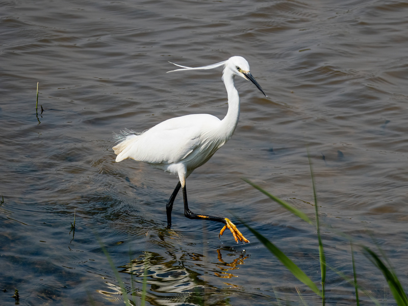 Little Egret - Latest photos