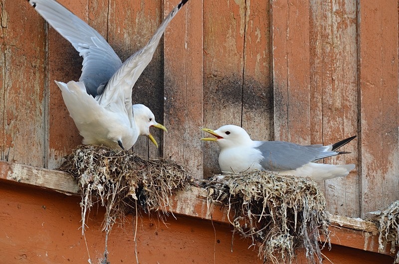 Kittiwakes - North Norway