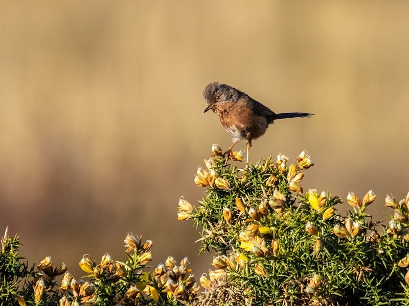 Dartford Warbler - Warblers
