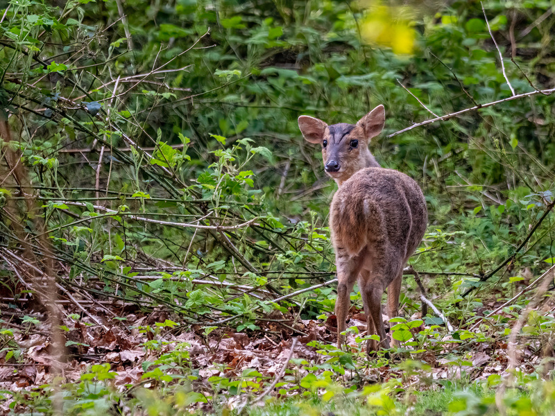 Reeves' Muntjac - Latest photos
