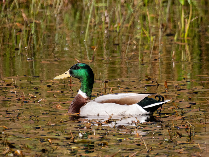 Mallard - Latest photos