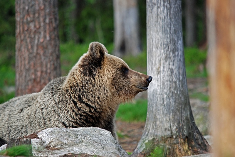 Brown Bear - North Finland and north Norway - May and June 2009