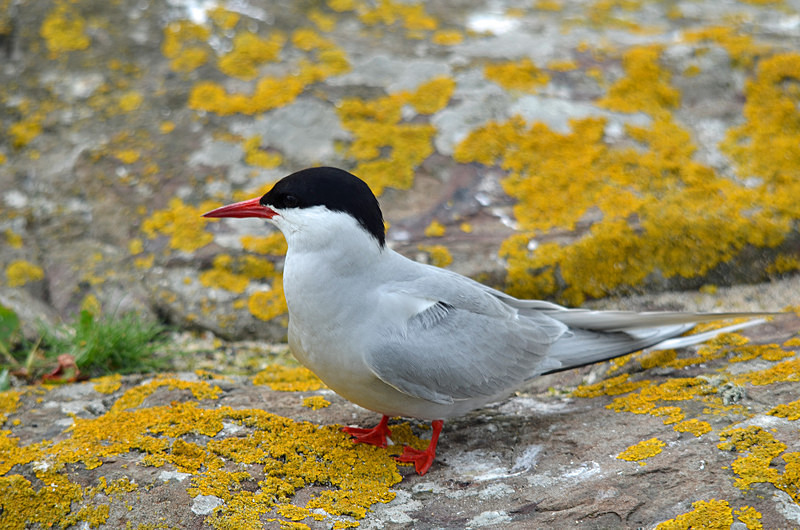 Arctic Tern - Terns