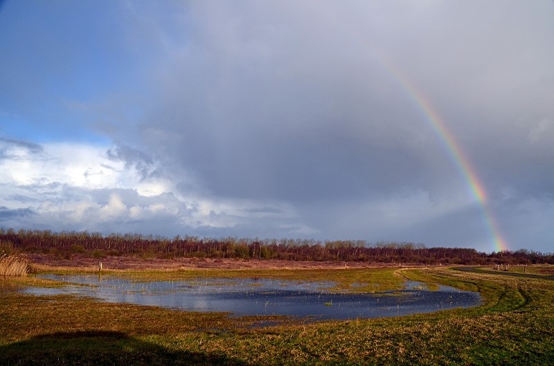 Lauwersmeer National Park, Friesland Province, Netherlands - Netherlands - December 2019