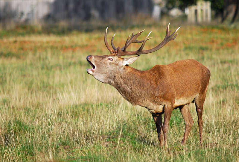 Red Deer - Red Deer