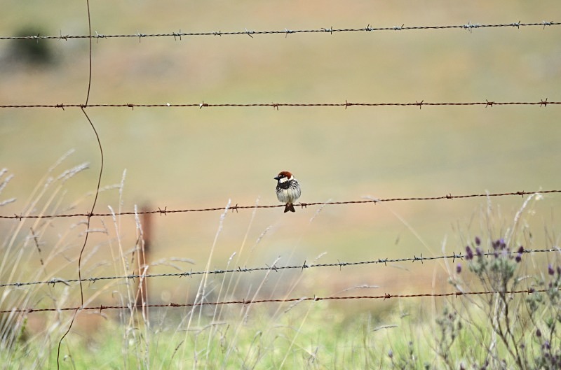 Spanish Sparrow - South and west Spain - April and May 2012