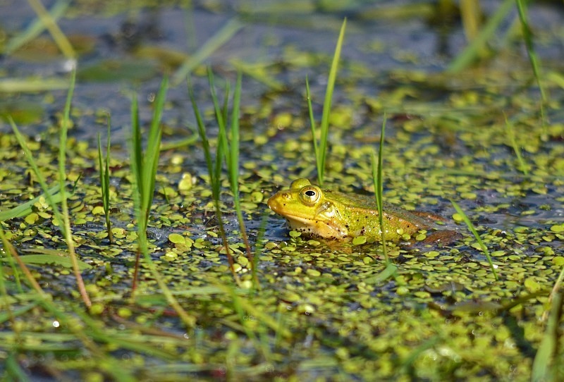 Pool Frog - North east Poland - May 2013