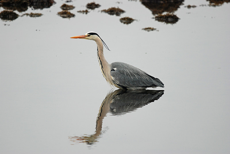 Grey Heron - Herons and egrets