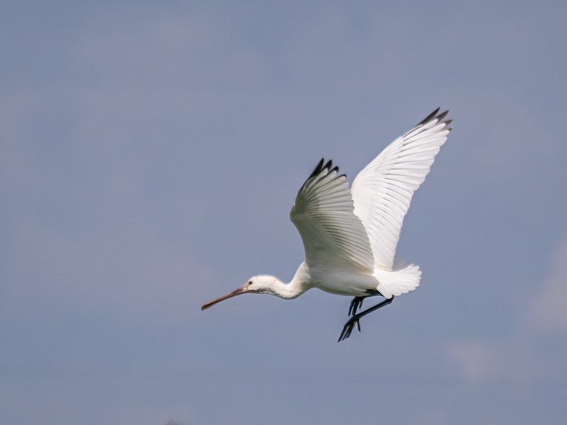 Spoonbill - Spoonbills