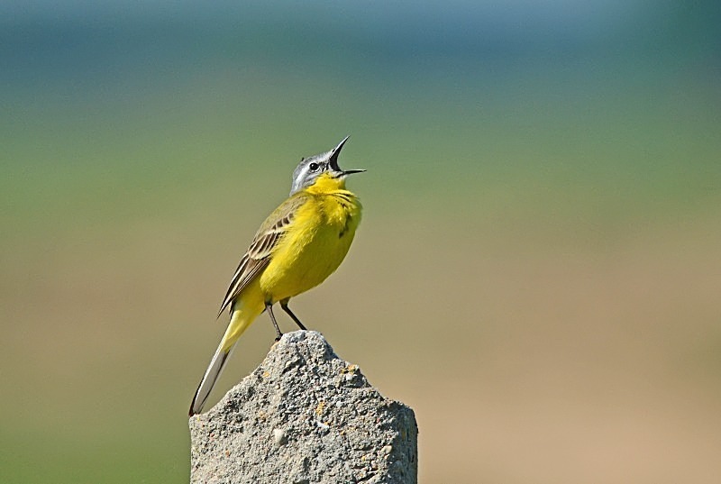 May 2013 - Blue-headed Wagtail - Photos of the month