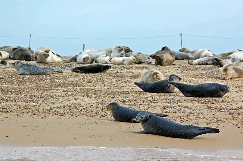 Common Seals - Common Seals