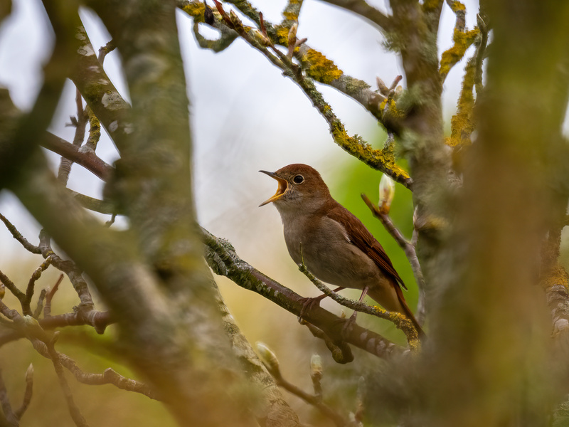 Nightingale - Latest photos