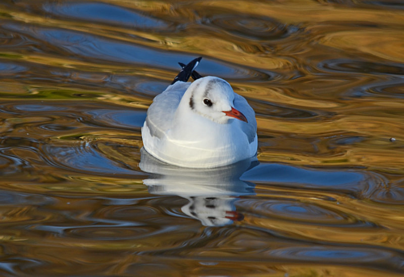Black-headed Gull - Gulls