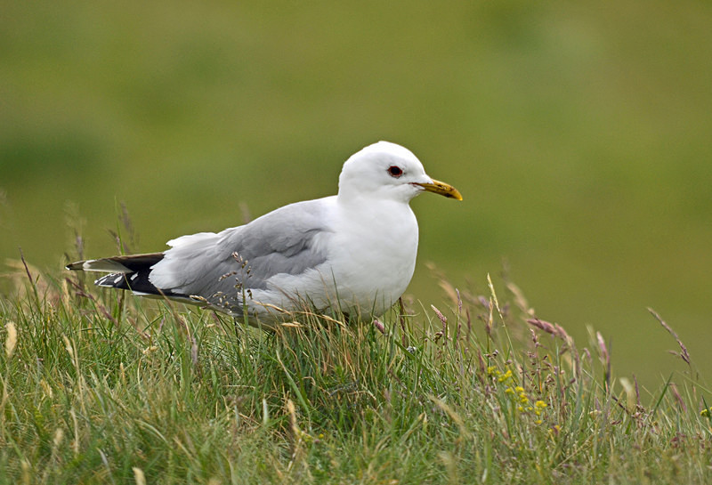 Common Gull - Gulls