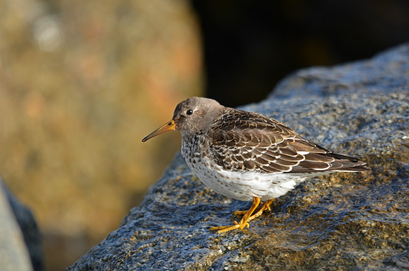 Purple Sandpiper - Sandpipers