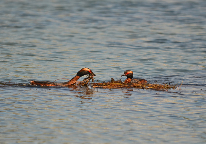 Slavonian Grebe - Estonia