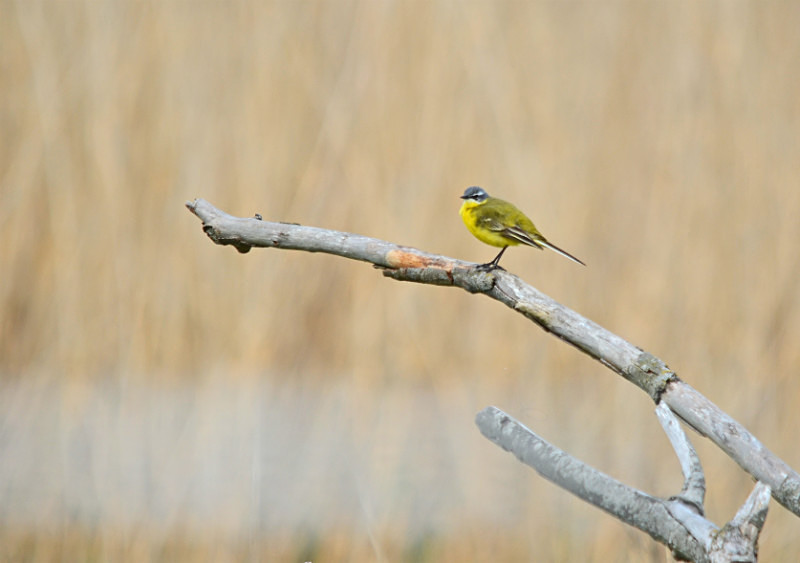 Blue-headed Wagtail - Estonia