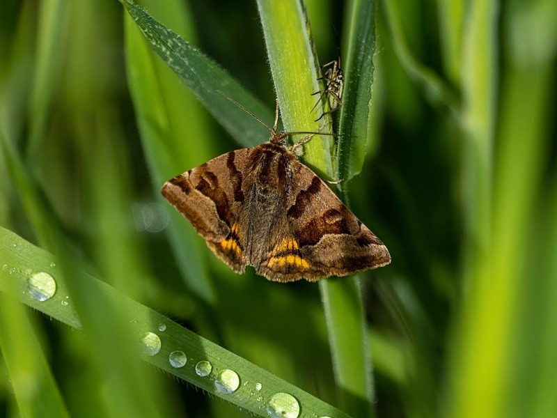Burnet Companion - Moths