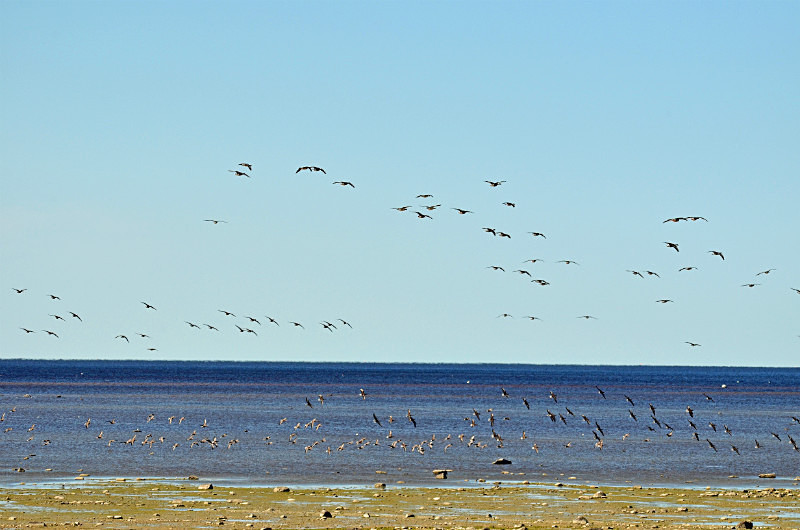 Matsalu National Park, Estonia - Estonia
