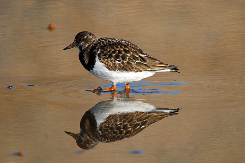 November 2010 - Turnstone - Photos of the month