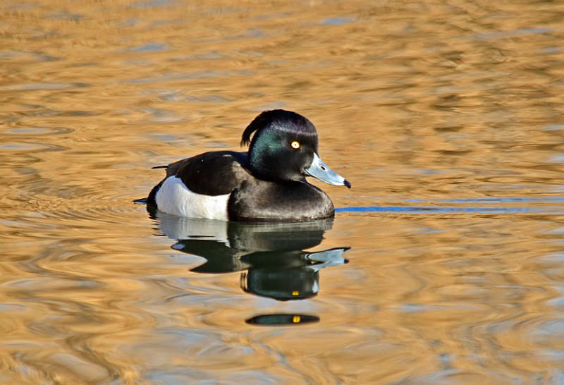 Tufted Duck - Diving ducks