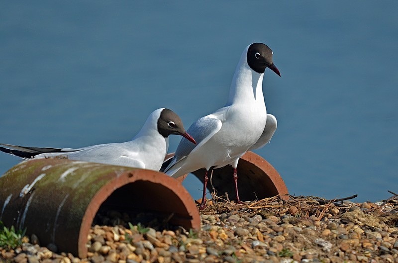 Black-headed Gulls - Gulls