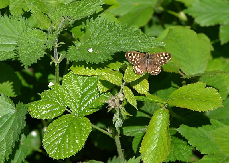 Speckled Wood - Butterflies