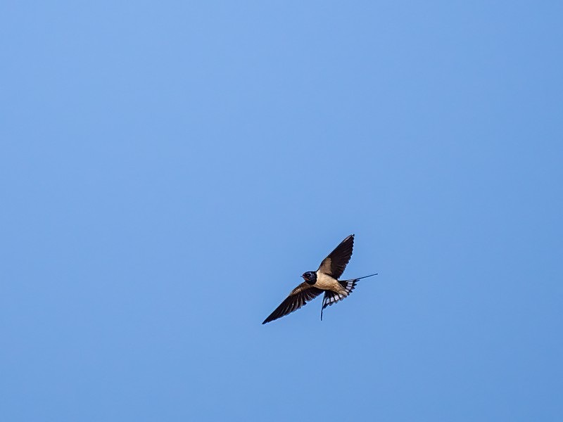 Swallow - Hirundines