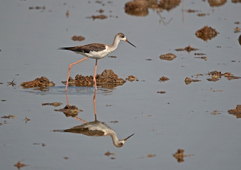 Black-winged Stilt - South Spain - September 2013