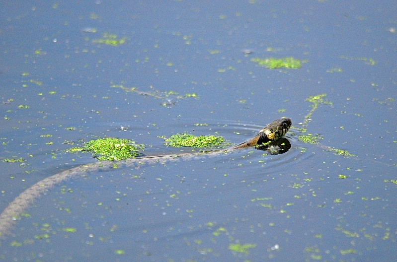 Grass Snake - Snakes
