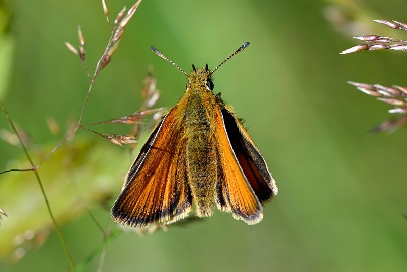 Small Skipper - Butterflies