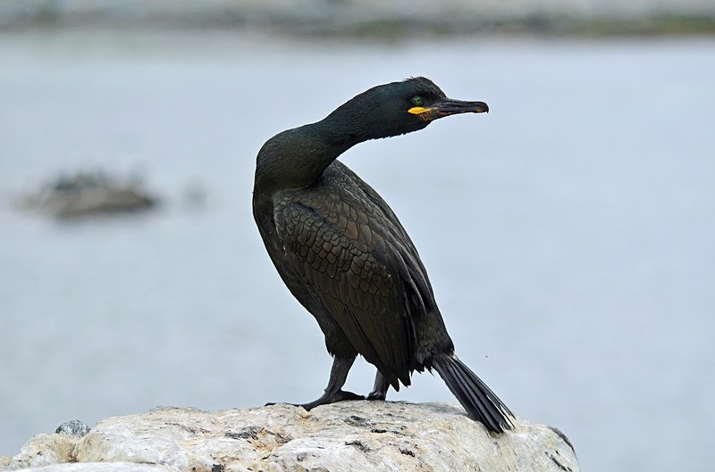 Shag - North Norway