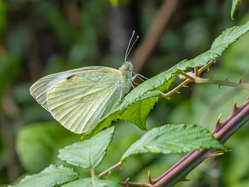 Large White - Butterflies