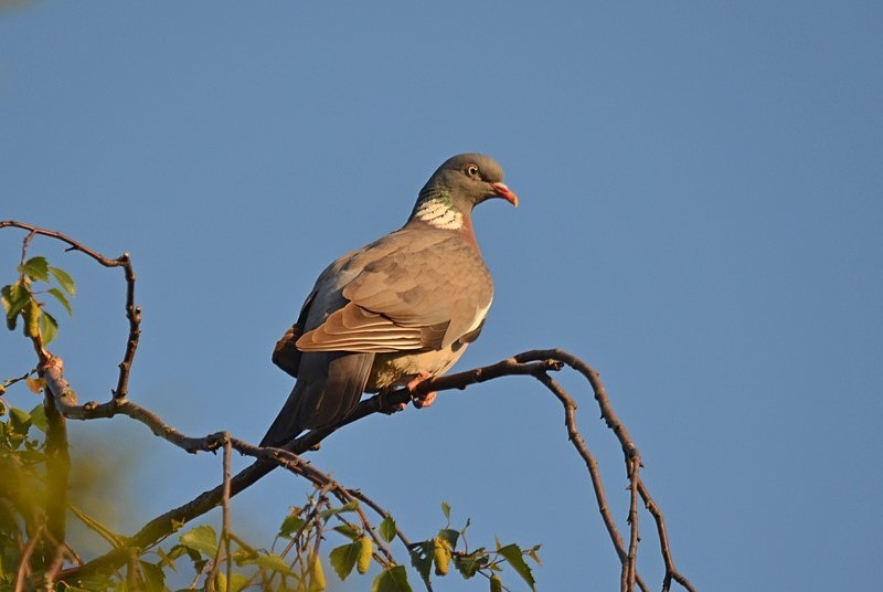 Woodpigeon - Pigeons and doves